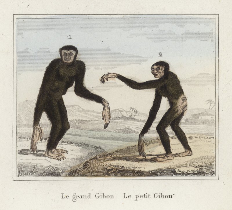 Gibbonok alkotó: French School
