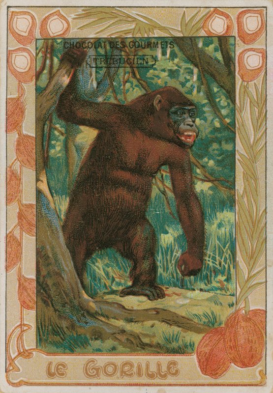 Gorilla alkotó: French School