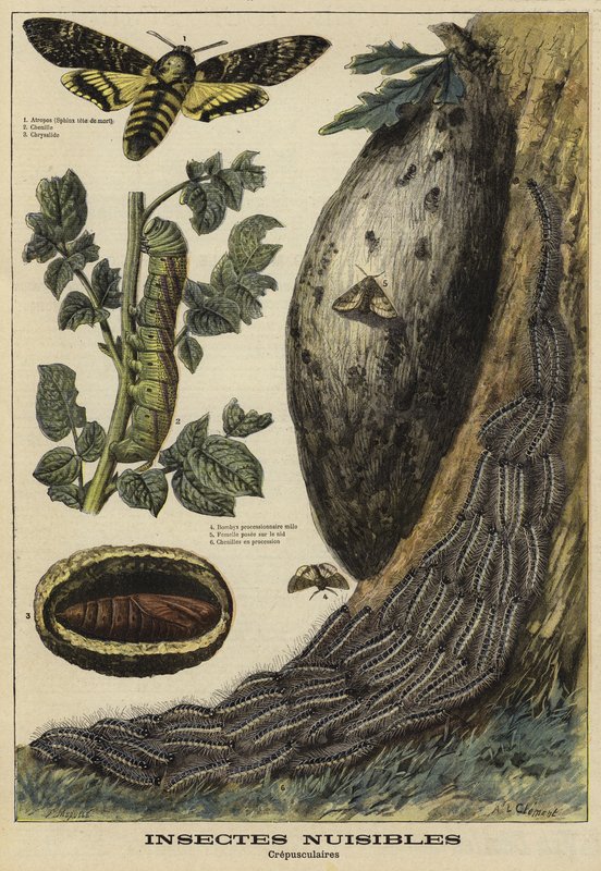 Ártalmas rovarok: Deaths Head Hawkmoth alkotó: French School