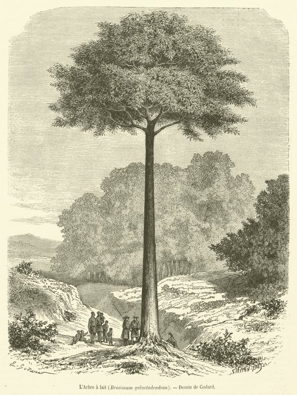 A tejfa, Brosimum galactodendron (metszet) alkotó: French School