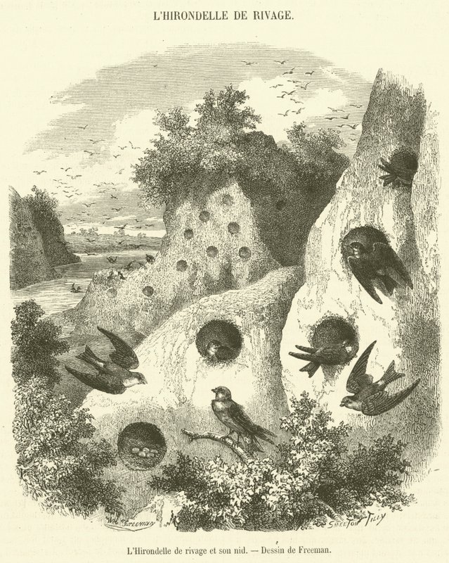 A banki fecske és fészke (metszet) alkotó: French School