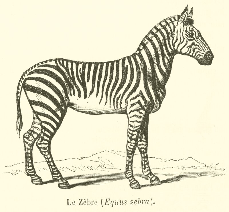 A zebra, Equus zebra (metszet) alkotó: French School