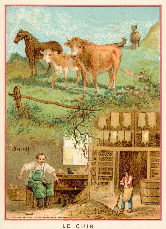 Bőr (chromolitho) alkotó: French School