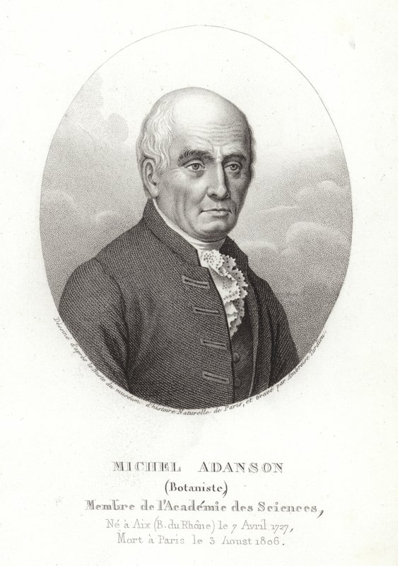 Michel Adanson alkotó: French School