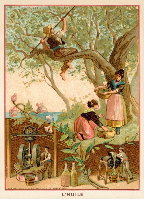 Olivaolaj alkotó: French School