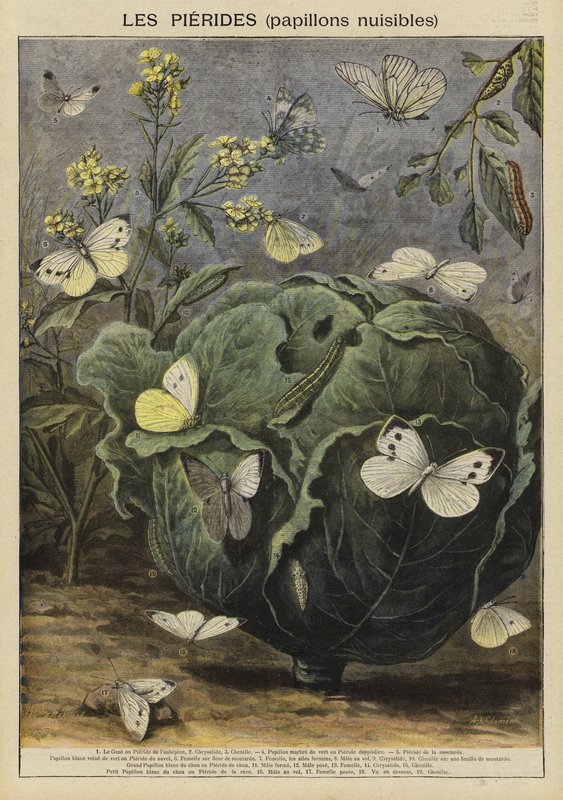 Pieridae (káros pillangók) alkotó: French School