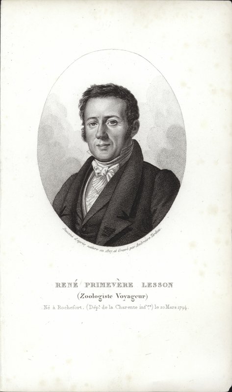 René Primevère lecke alkotó: French School