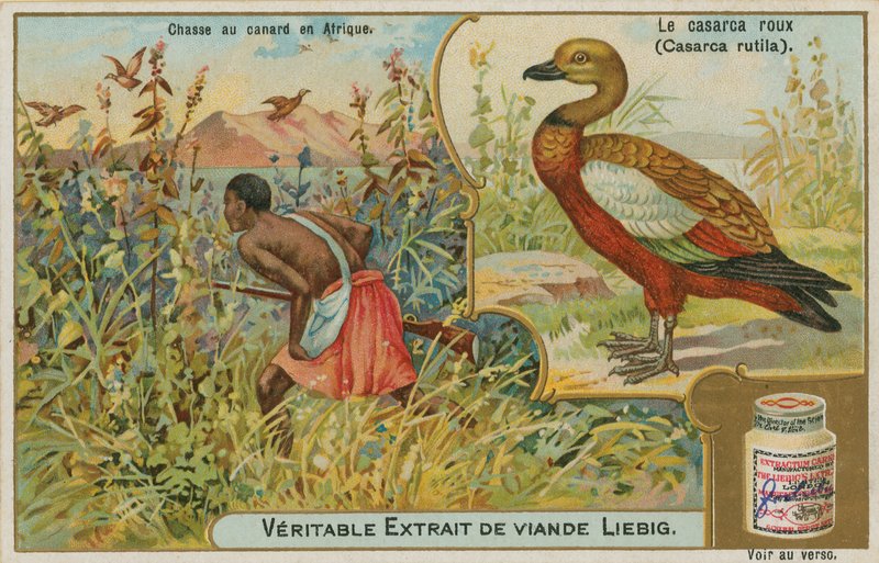 Ruddy Shelduck; kacsavadászat Afrikában alkotó: French School