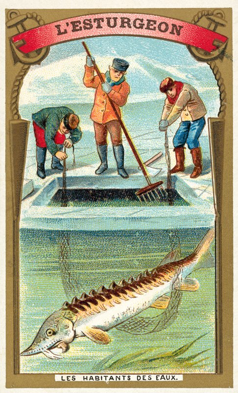 tokhal (chromolitho) alkotó: French School