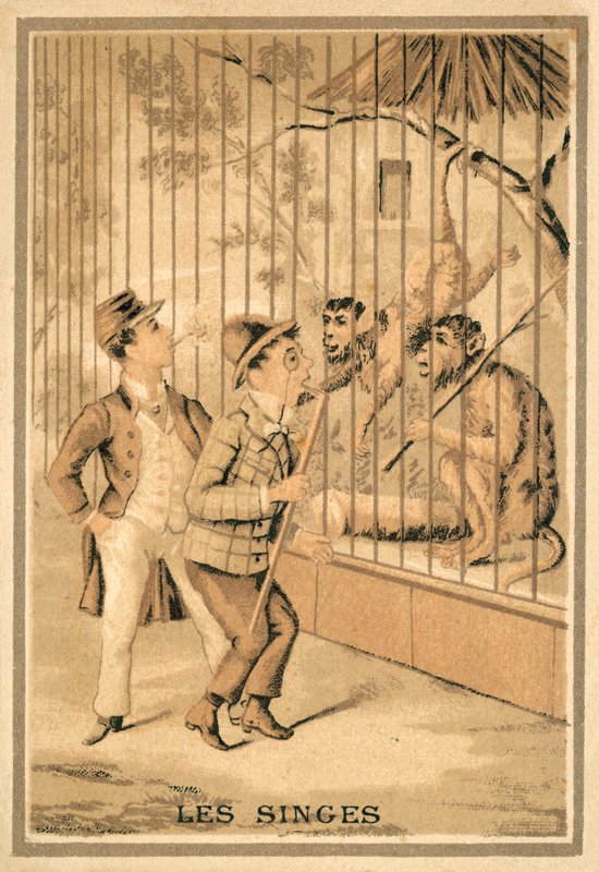 A majmok (chromolitho) alkotó: French School