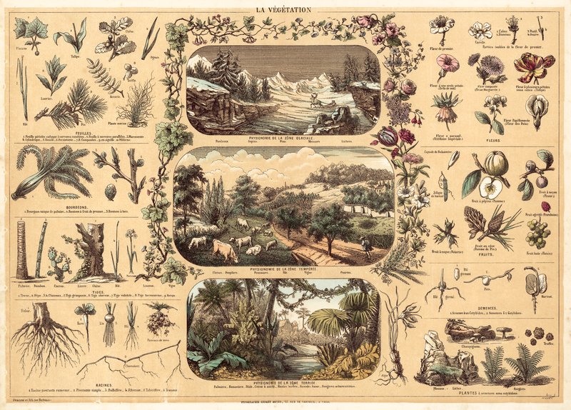 Növényzet (színes litho) alkotó: French School