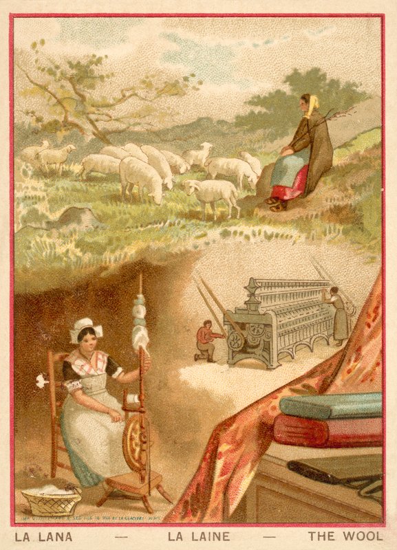 Gyapjú (chromolitho) alkotó: French School