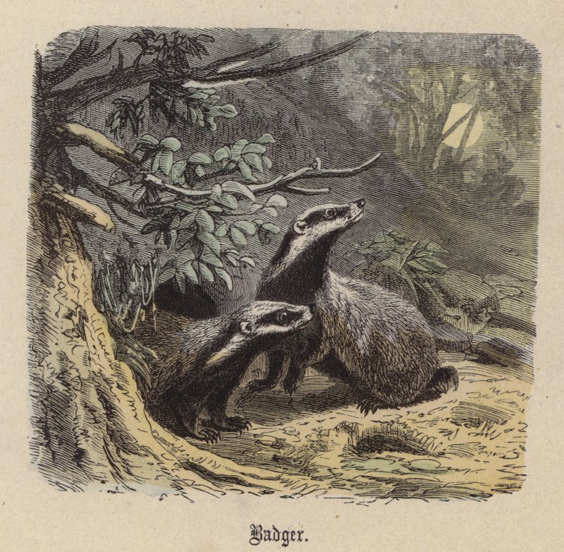 Borz (színes metszet) alkotó: Friedrich Specht