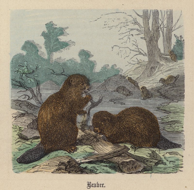 Hód (színes metszet) alkotó: Friedrich Specht