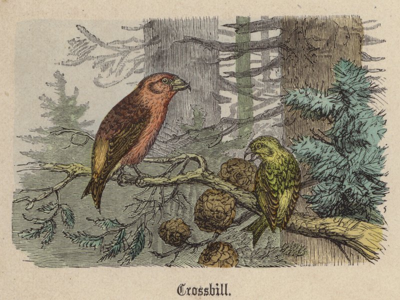 Keresztcsőrű (színes metszet) alkotó: Friedrich Specht