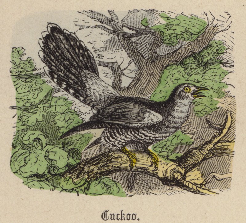 Kakukk (színes metszet) alkotó: Friedrich Specht