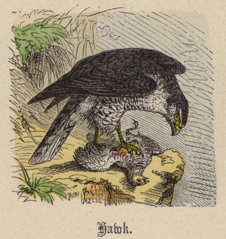 Hawk (színes metszet) alkotó: Friedrich Specht