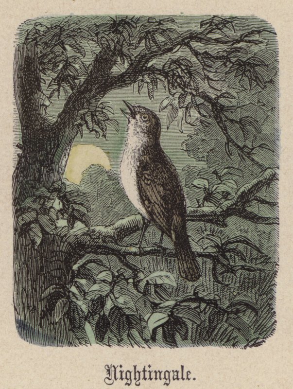 Nightingale (színes metszet) alkotó: Friedrich Specht