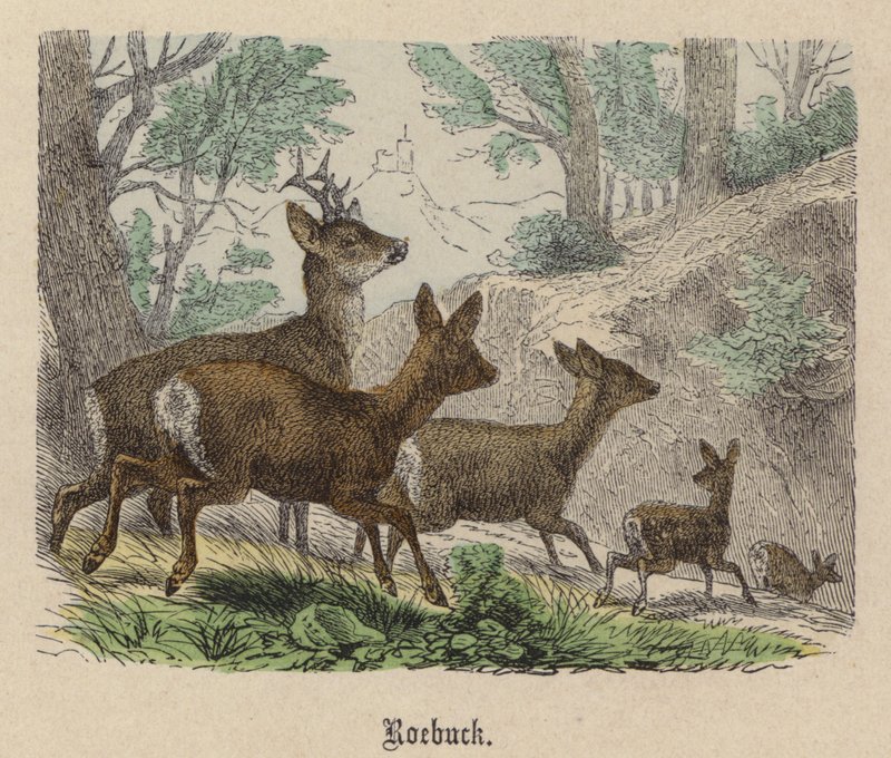 őzbak (színes metszet) alkotó: Friedrich Specht