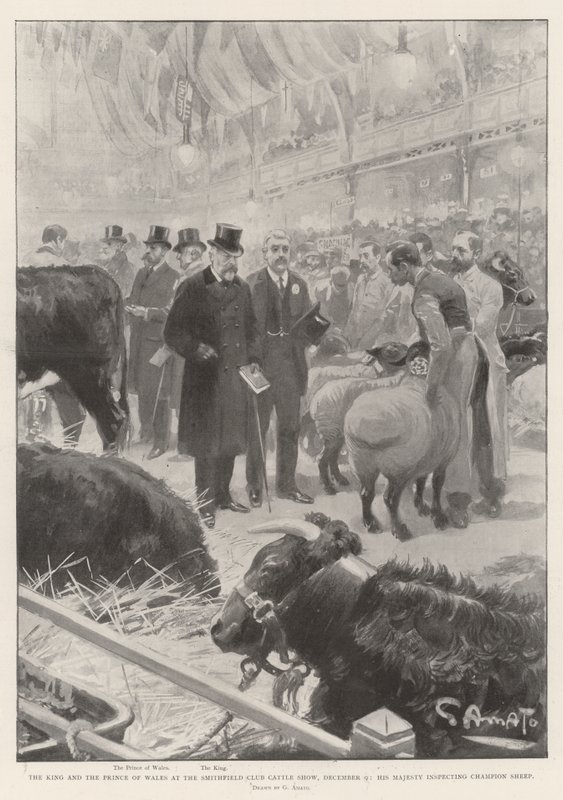 A király és a walesi herceg a Smithfield Club szarvasmarhakiállításon, december 9-én, Őfelsége Champion Sheep-t vizsgálva alkotó: G.S. Amato