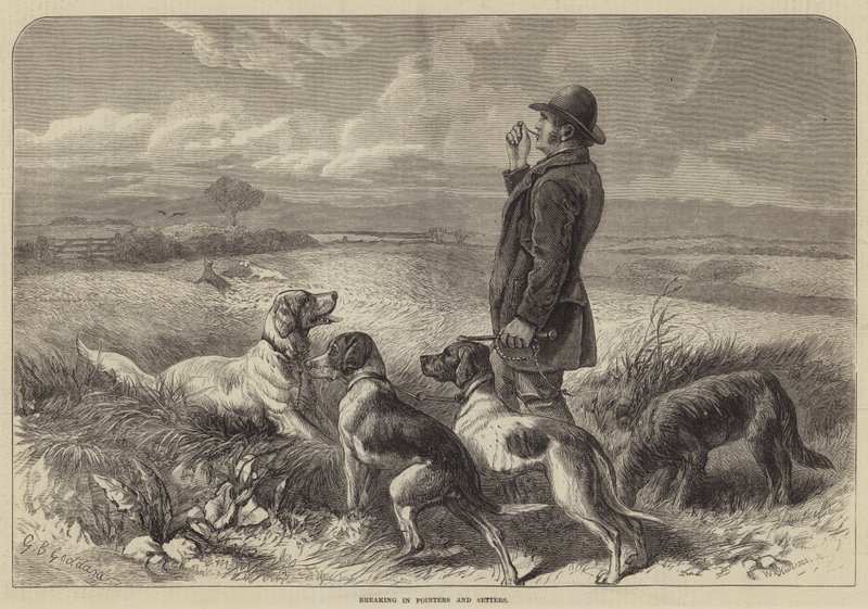 Mutatók és szetterek betörése alkotó: George Bouverie Goddard