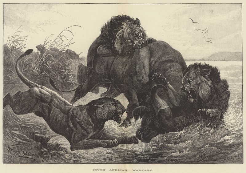 Dél-afrikai hadviselés alkotó: George Bouverie Goddard