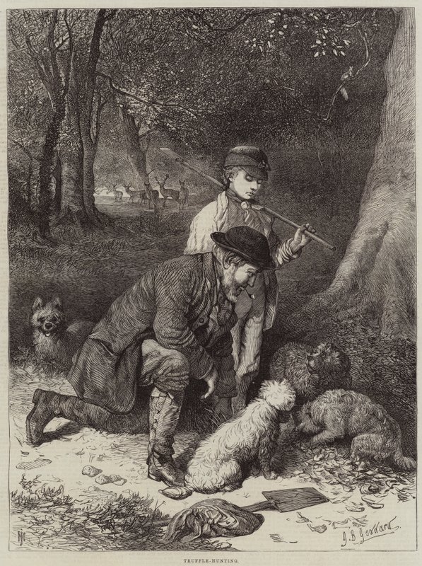 Szarvasgomba-vadászat alkotó: George Bouverie Goddard
