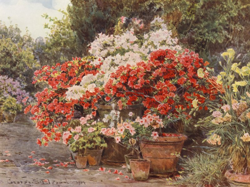 Olasz kertek: Azáleák (színes litográfia) alkotó: George Samuel Elgood