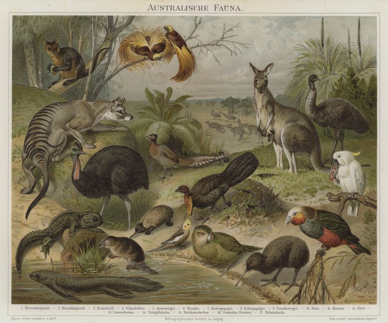 Ausztráliai fauna alkotó: German School