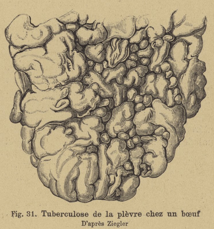 Szarvasmarha-tuberkulózis alkotó: German School