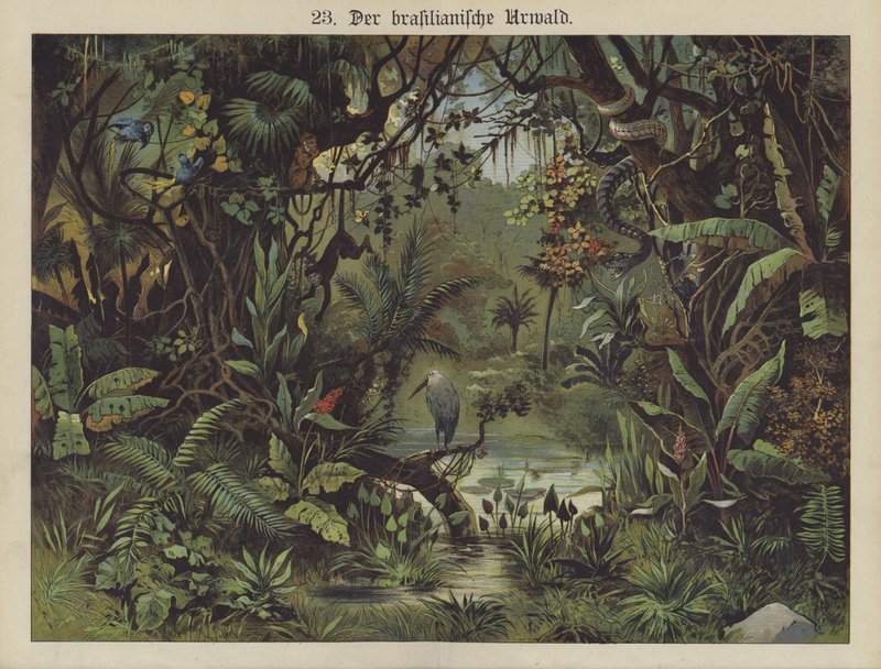 Brazil esőerdő (színes litho) alkotó: German School