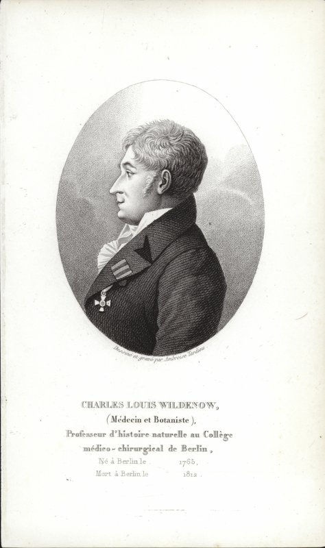 Charles Louis Wildenow alkotó: German School