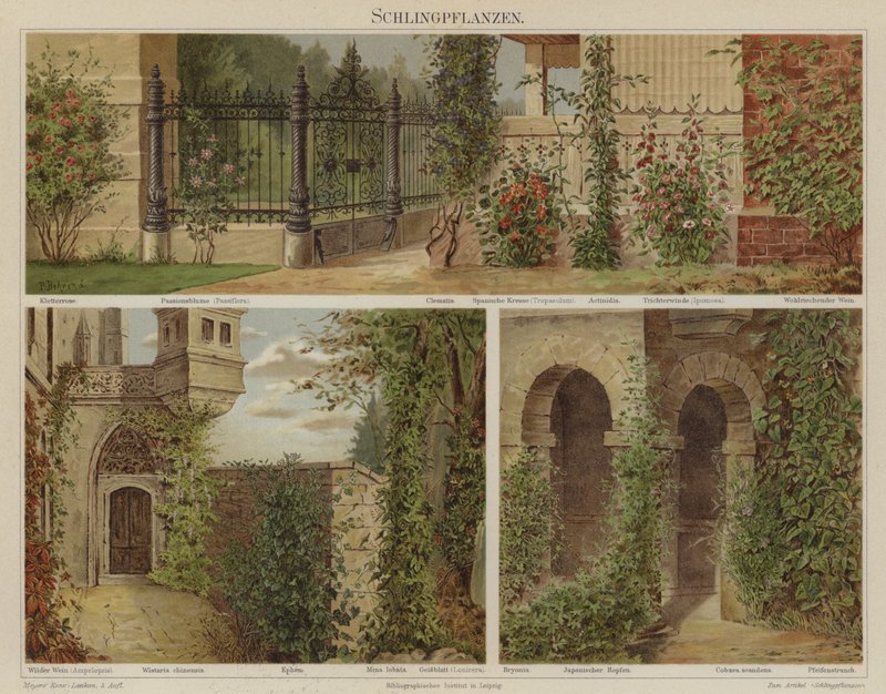 Kúszó- és kúszónövények alkotó: German School