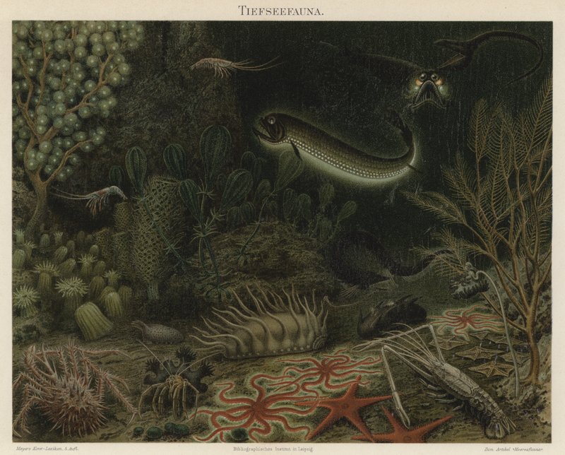 Mélytengeri fauna (színes litho) alkotó: German School