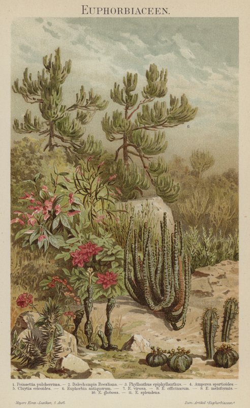 Euphorbias (színes litó) alkotó: German School