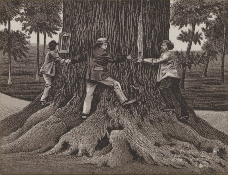 Korner Eiche zu Dallwitz (litho) alkotó: German School