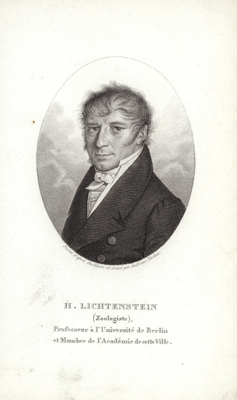 Lichtenstein Márton alkotó: German School