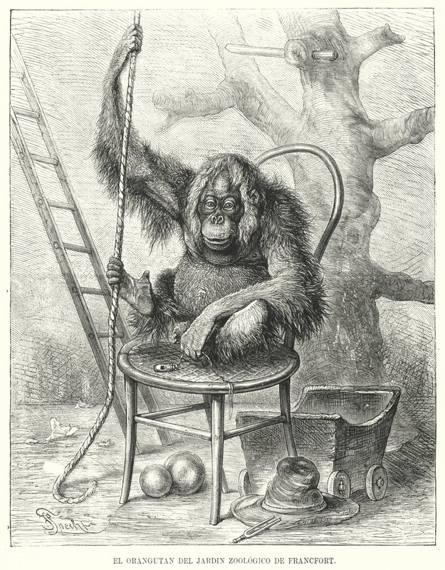 Orangután a frankfurti állatkertben, Németország (litho) alkotó: German School