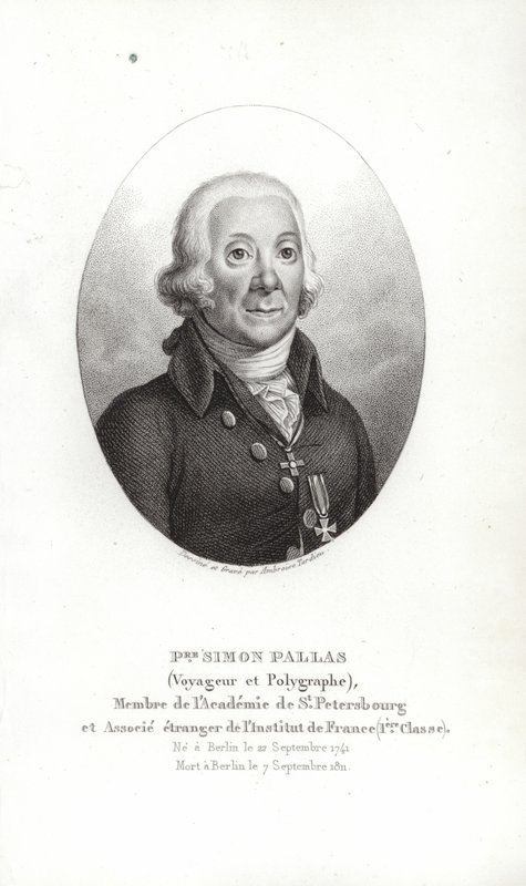 Pallas Péter Simon alkotó: German School