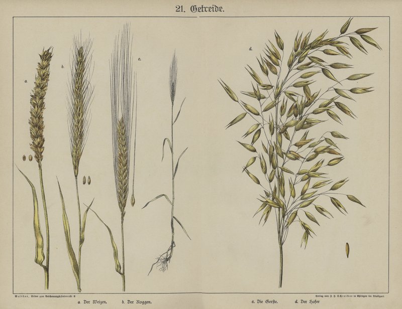 Növények (színes litho) alkotó: German School
