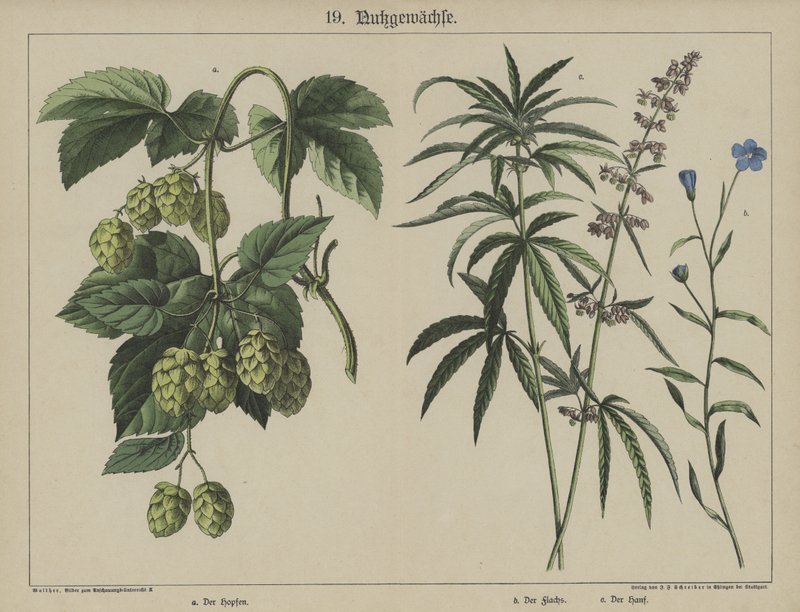 Növények (színes litho) alkotó: German School