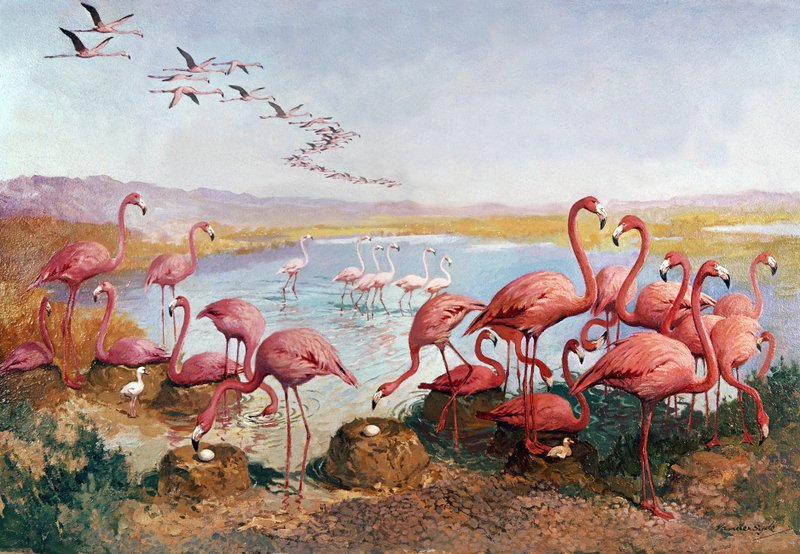 Rózsaszín flamingók alkotó: Gerritt Vandersyde