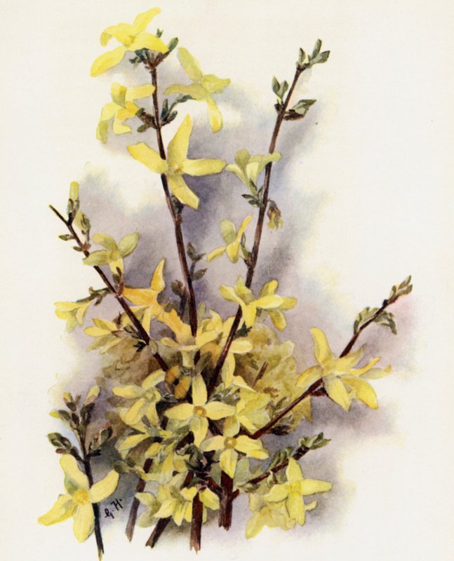 Forsythia Suspensa alkotó: Gertrude Hamilton