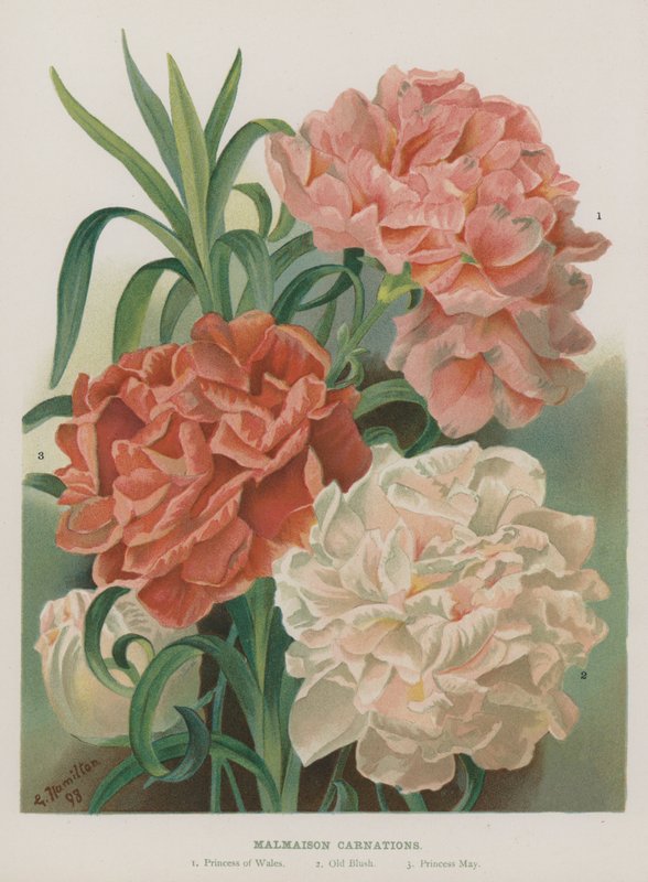 Malmaison szegfű alkotó: Gertrude Hamilton