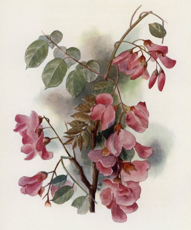 Robinia Hispida alkotó: Gertrude Hamilton