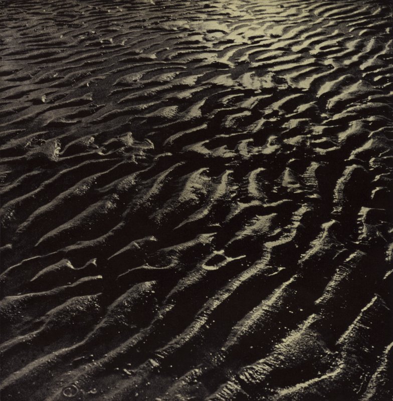 a bordás tengeri homok, Coleridge (f/w fotó) alkotó: Harold Burdekin