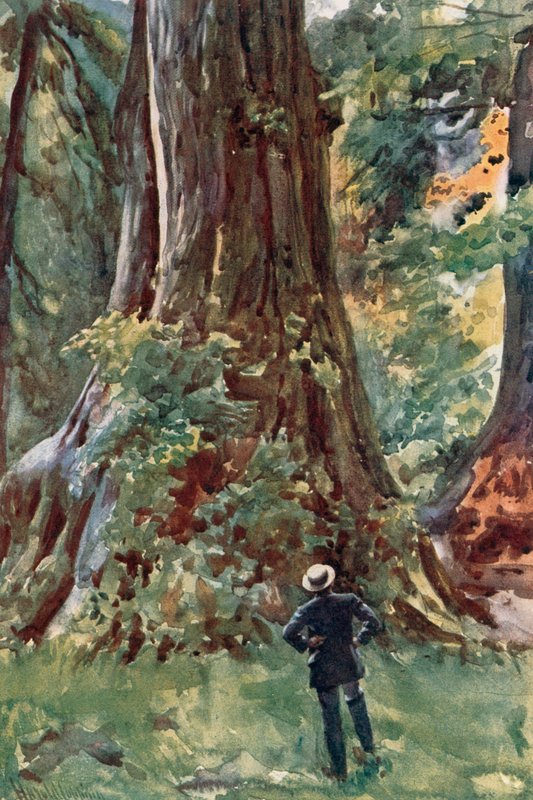 The Big Tree, Stanley Park, Vancouver alkotó: Harold Copping