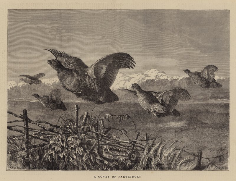 Partridges-öböl alkotó: Harrison William Weir