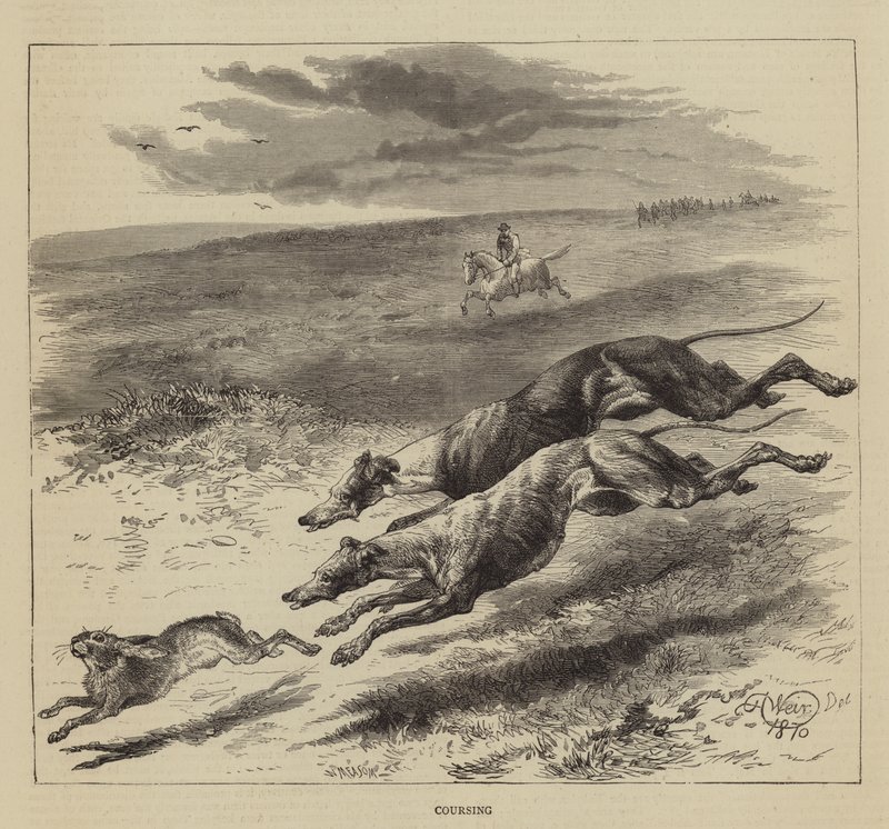 Falkavadászat alkotó: Harrison William Weir