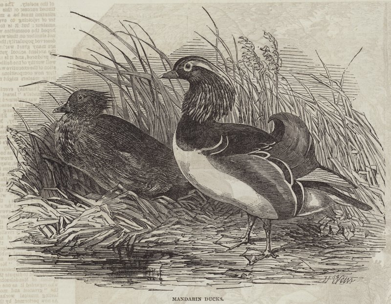Mandarin Ducks alkotó: Harrison William Weir